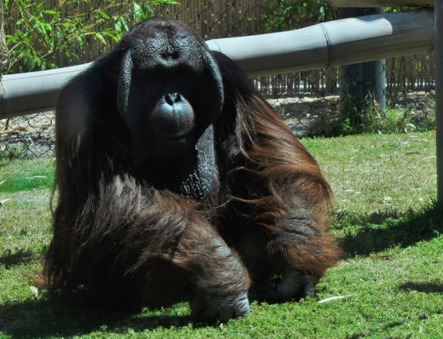 Michael, a Bornean Orangutan
